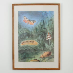 Tablice entomologiczne, Czechosłowacja, lata 80.