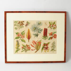 Grafika botaniczna Meyers Konversations Lexikon