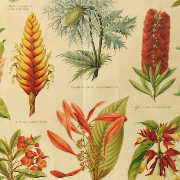 Grafika botaniczna Meyers Konversations Lexikon